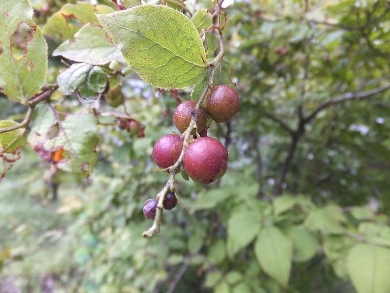 Việt quất Nhật