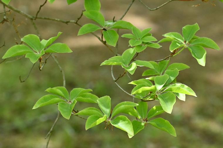 Clethra Nhật