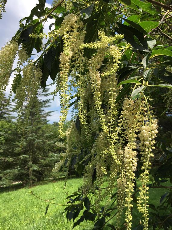 Clethra Nhật