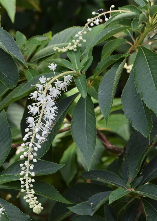 Clethra Nhật