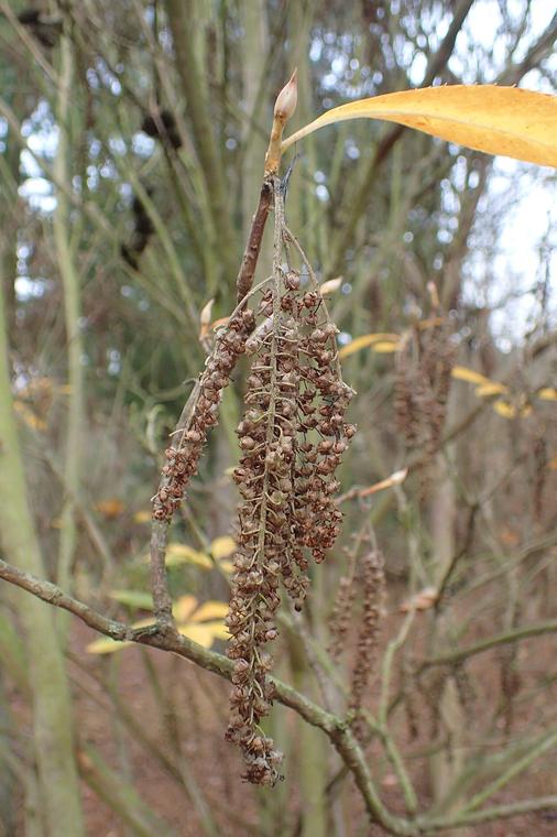 Clethra Nhật