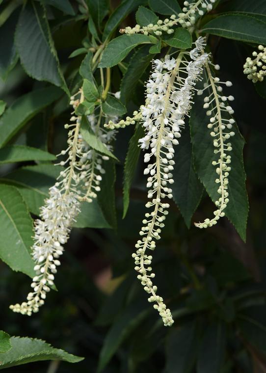 Clethra Nhật