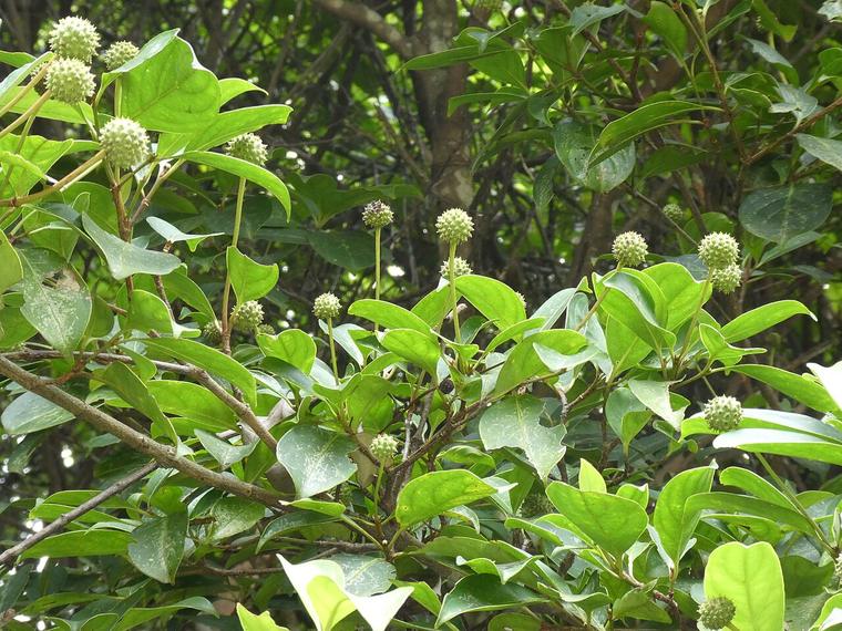 Thù du thường xanh
