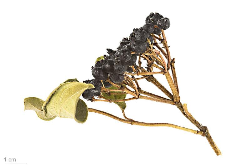 Viburnum tinus