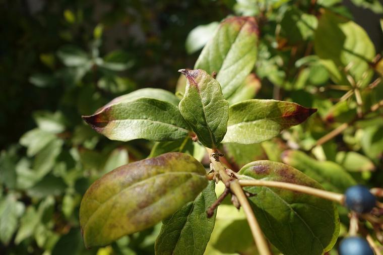 Viburnum tinus