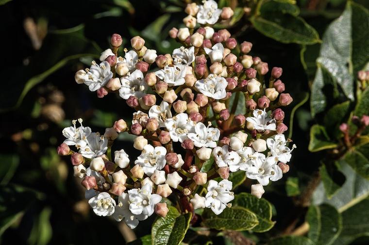 Viburnum tinus
