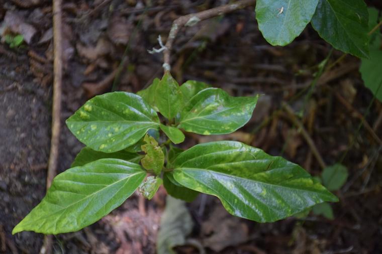 Viburnum Nhật