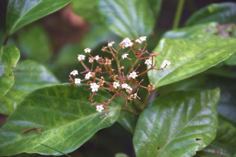 Viburnum Nhật