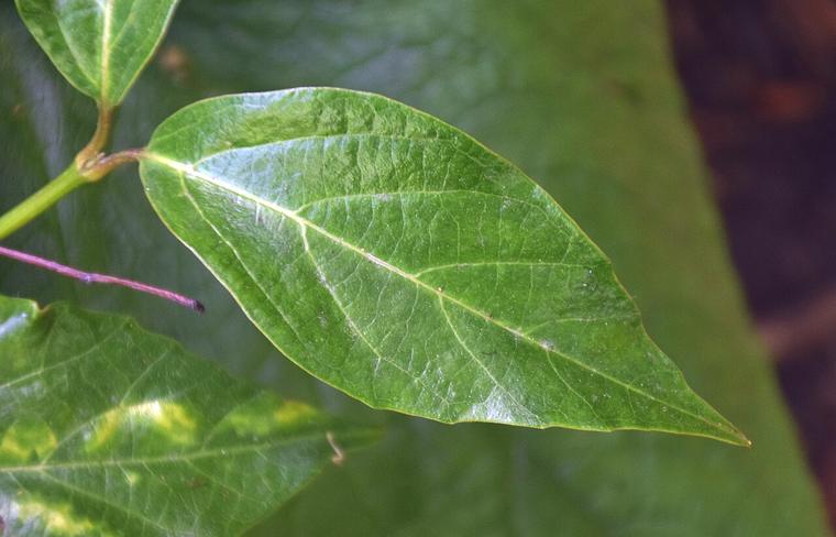 Viburnum Nhật