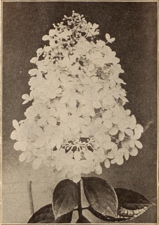 Viburnum Nhật