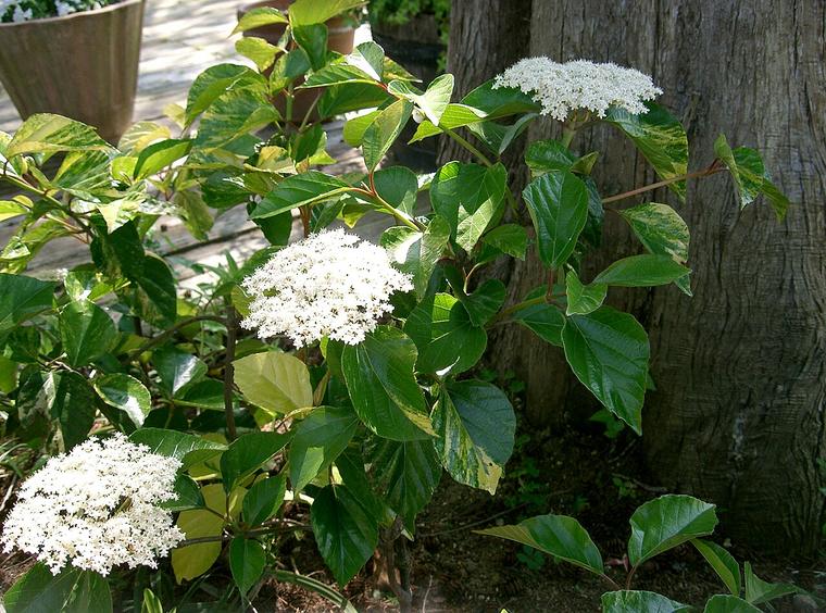 Viburnum Nhật