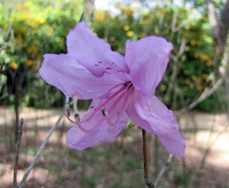 Đỗ quyên ba lá nhỏ