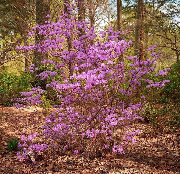 Đỗ quyên ba lá nhỏ