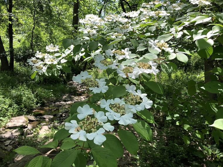 Viburnum hoa cầu