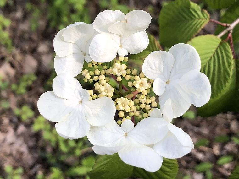 Viburnum hoa cầu