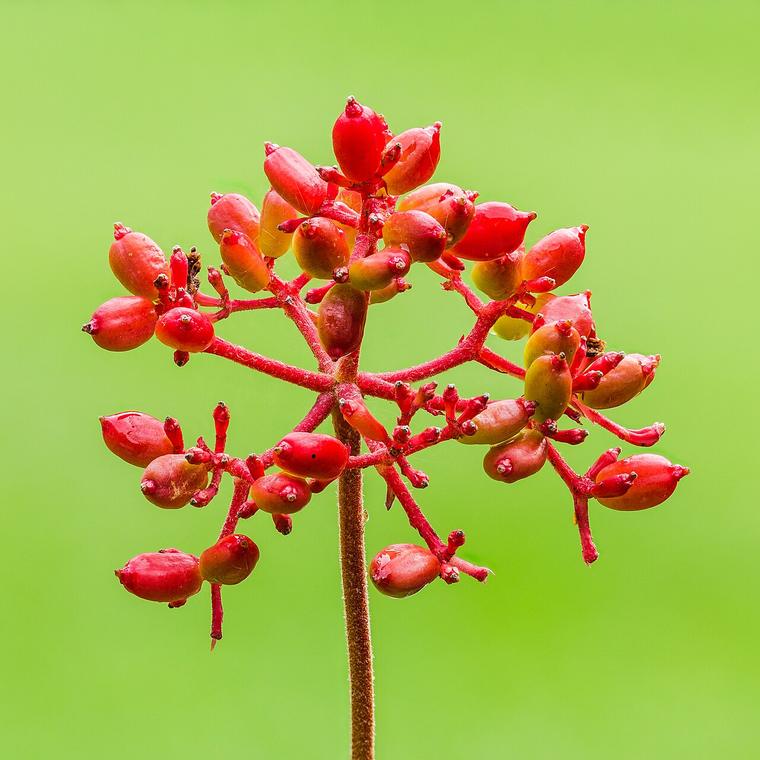 Viburnum hoa cầu