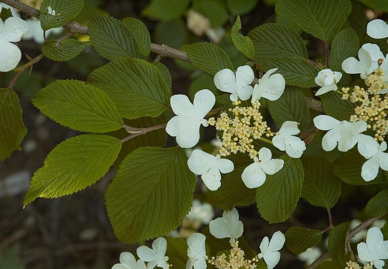 Viburnum hoa cầu