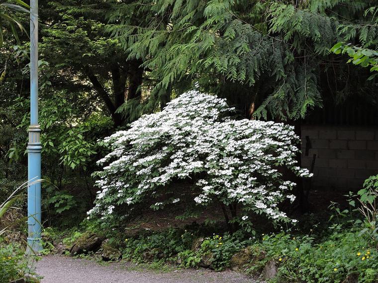 Viburnum hoa cầu