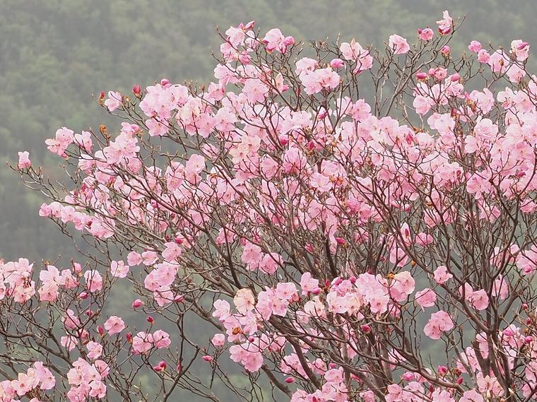 Đỗ quyên hồng