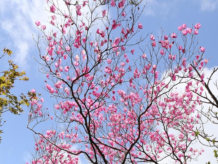 Đỗ quyên hồng