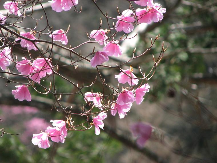 Đỗ quyên hồng