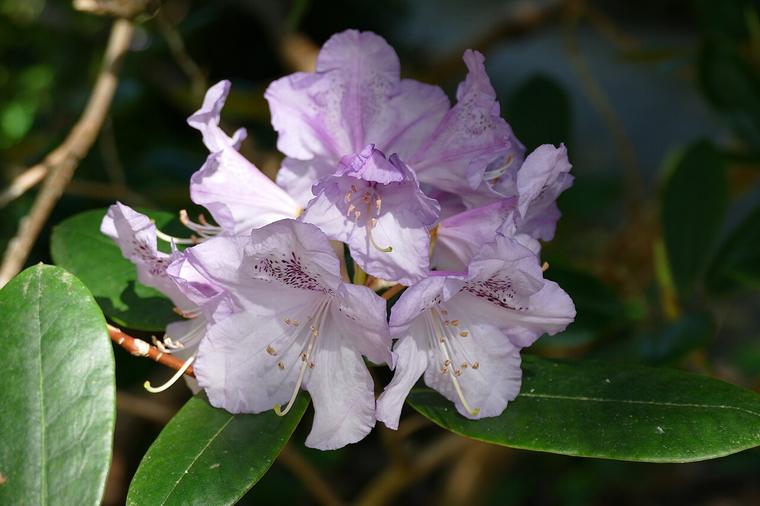 Đỗ quyên Tây lai