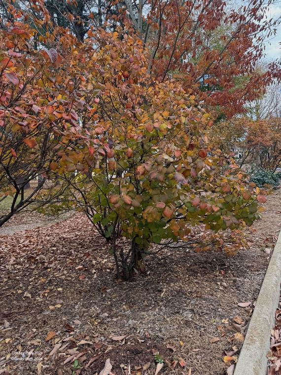 Viburnum Gamazumi
