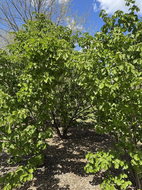 Viburnum Gamazumi