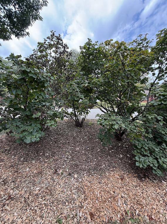 Viburnum Gamazumi