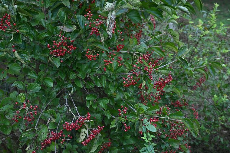 Viburnum Gamazumi