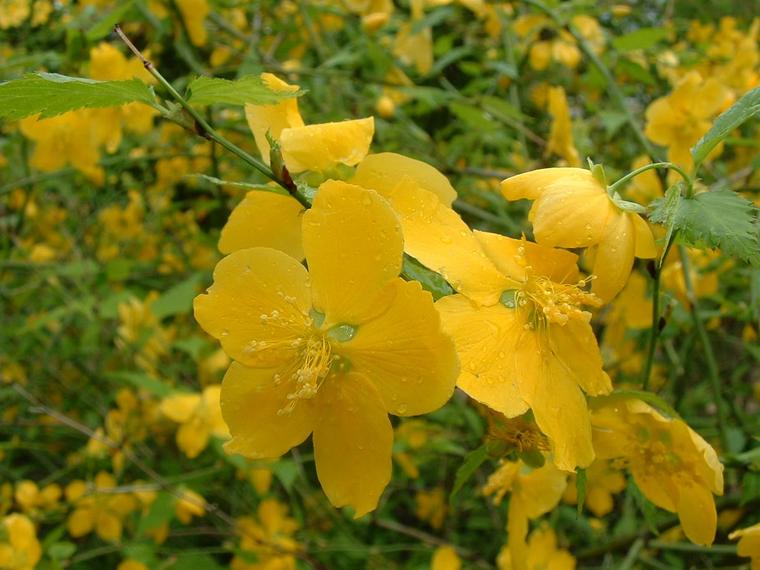 Hoàng mai Nhật / Kerria