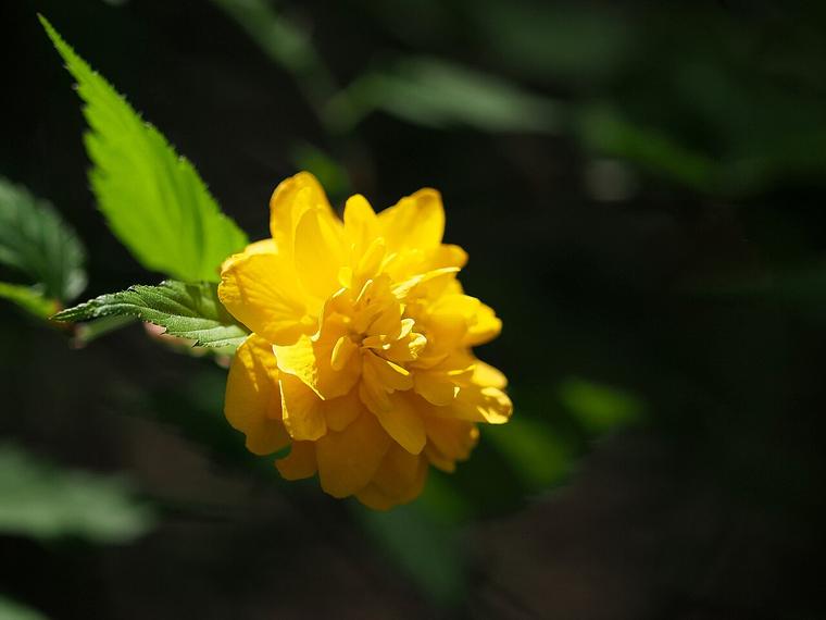 Hoàng mai Nhật / Kerria