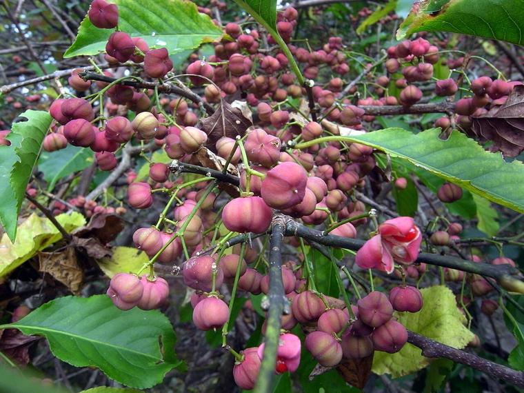 Đỗ trọng Nhật