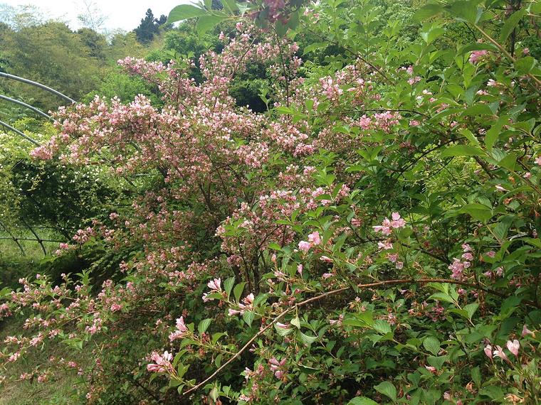 Deutzia