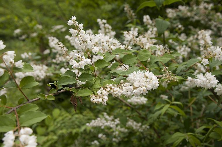 Deutzia