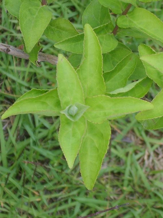 Deutzia