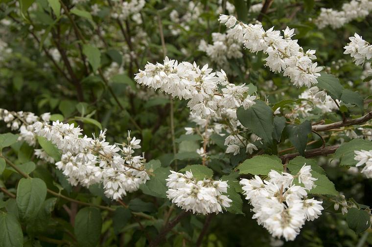 Deutzia