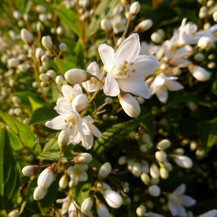 Deutzia nhỏ