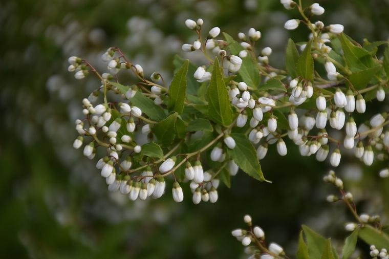 Deutzia nhỏ