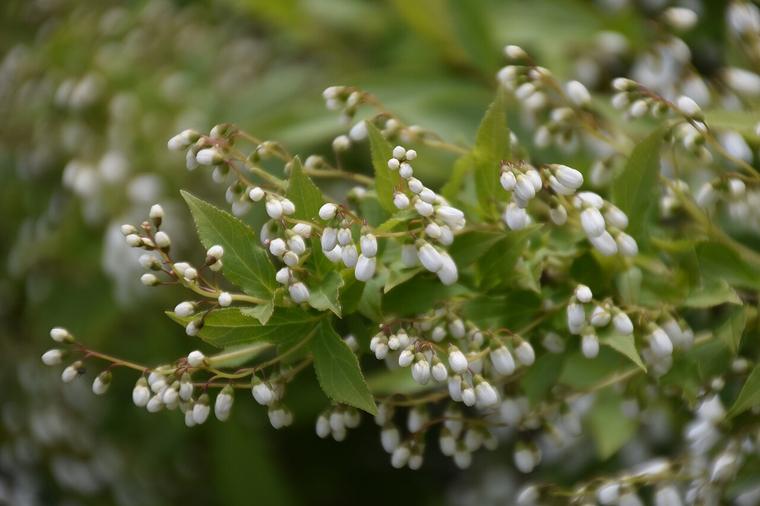 Deutzia nhỏ