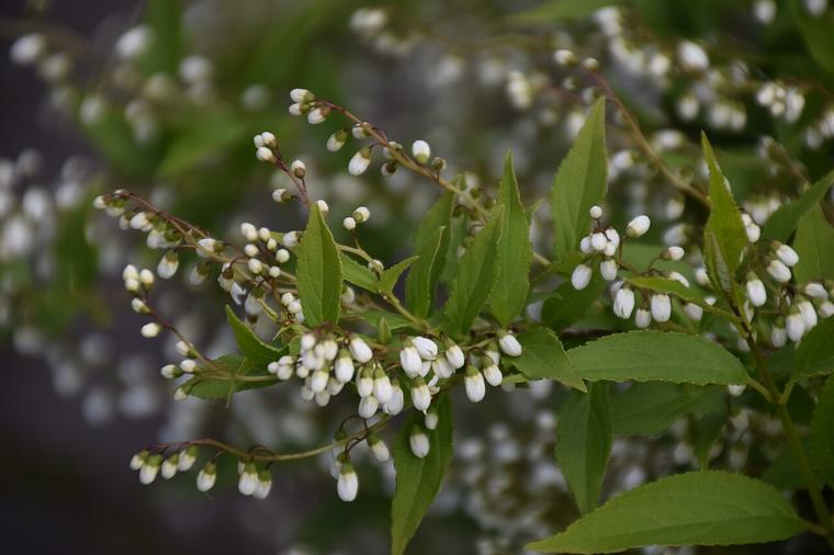 Deutzia nhỏ