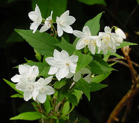 Deutzia nhỏ