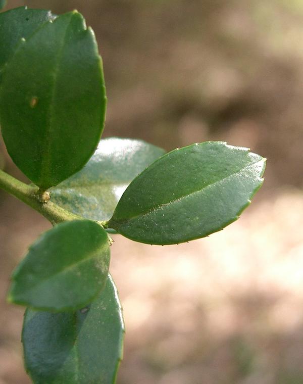 Nhựa ruồi lá nhỏ