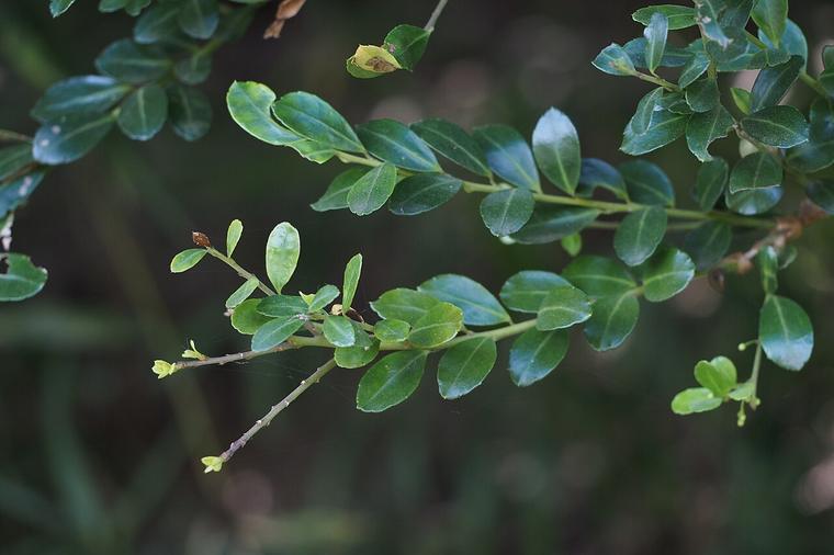 Nhựa ruồi lá nhỏ