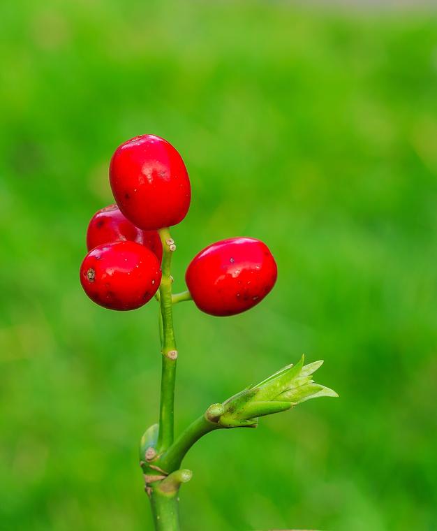 Aucuba Nhật