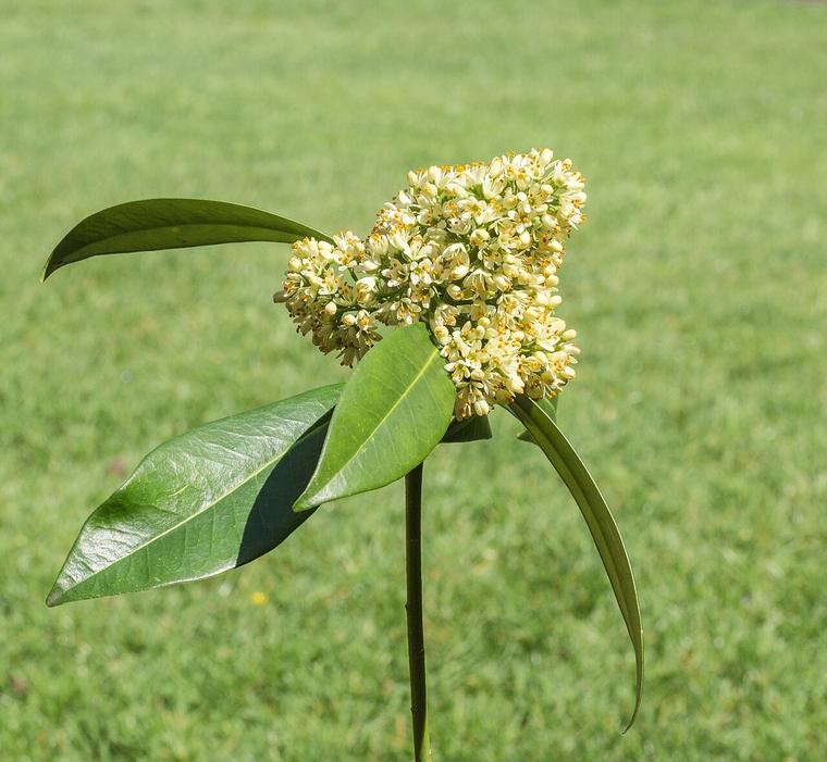 Skimmia Nhật