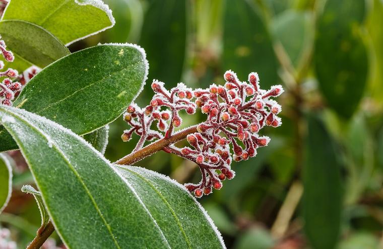 Skimmia Nhật