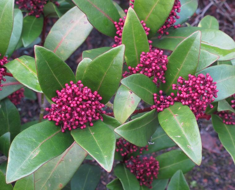 Skimmia Nhật