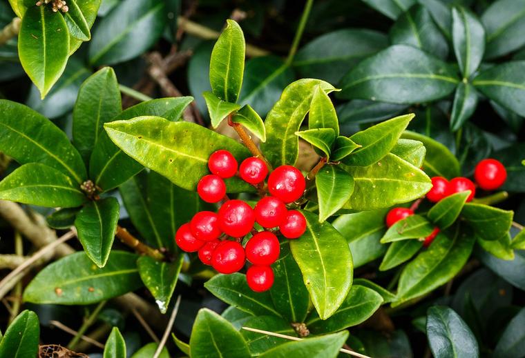 Skimmia Nhật