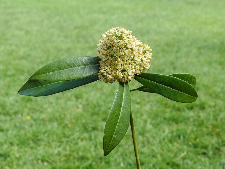 Skimmia Nhật